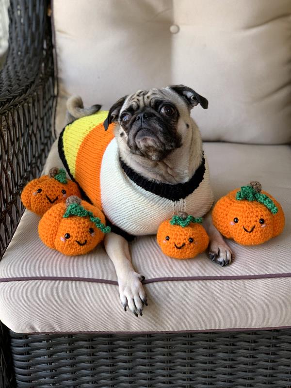 /images/uploads/pug nation rescue of los angeles/pugnation2021/entries/15022thumb.jpg